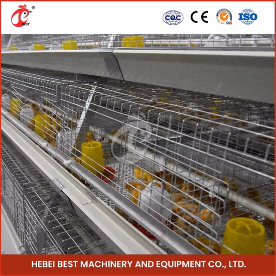 Bestchickencage China 50 Pollos Proveedor de casas un marco Jaulas automáticas para pollos de engorde Muestra disponible Conejeras de material de acero para gallinas