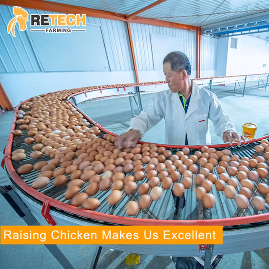 Diseñe el gallinero automático de la batería de la granja avícola de la capa de huevo para 10000 gallinas ponedoras