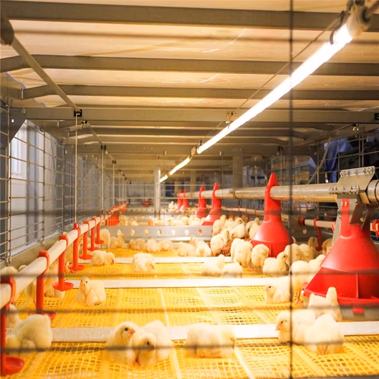 Estructura de acero ligero gallinero prefabricado/gallinero/gallinero/casa de granja avícola con conjunto completo de equipos